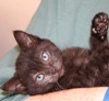 Kitten Shower in Erie County